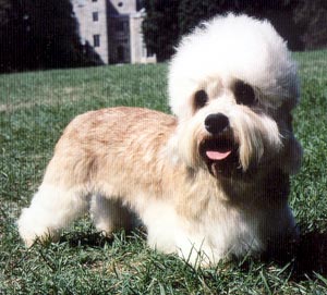 Bill Cosby had a champion Dandie Dinmont back in 2007, Harry, named after Prince Harry.  Who could make that up?  Its proper, full show name? Ch Hobergays Fineus Fog! 